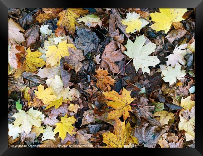 Abstract background leaves pattern ,colorful fallen leaves in fall before winter. Framed Print by Arpan Bhatia