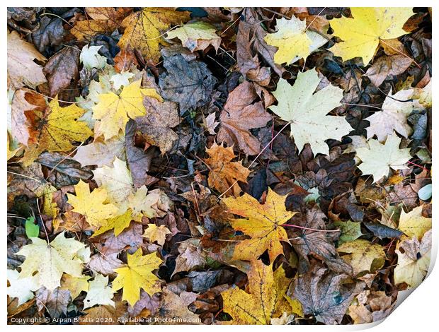 Abstract background leaves pattern ,colorful fallen leaves in fall before winter. Print by Arpan Bhatia