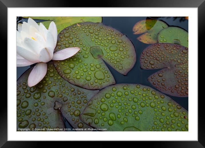Lily pad droplets Framed Mounted Print by Dominic Shaw-McIver