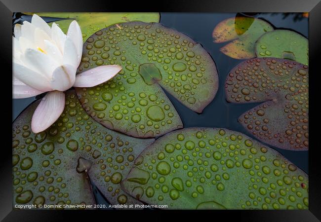 Lily pad droplets Framed Print by Dominic Shaw-McIver
