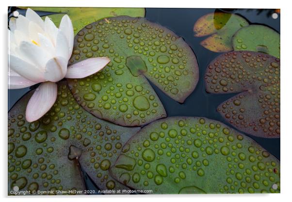 Lily pad droplets Acrylic by Dominic Shaw-McIver