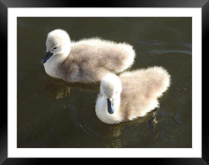 Ugly Ducklings Framed Mounted Print by Pauline Raine