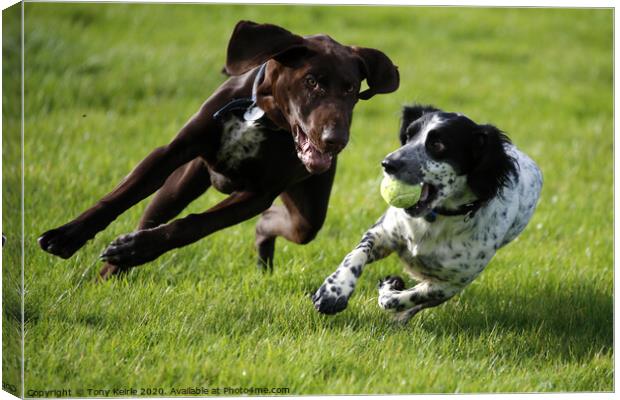 A dog running on a field playing frisbee Canvas Print by Tony Keirle