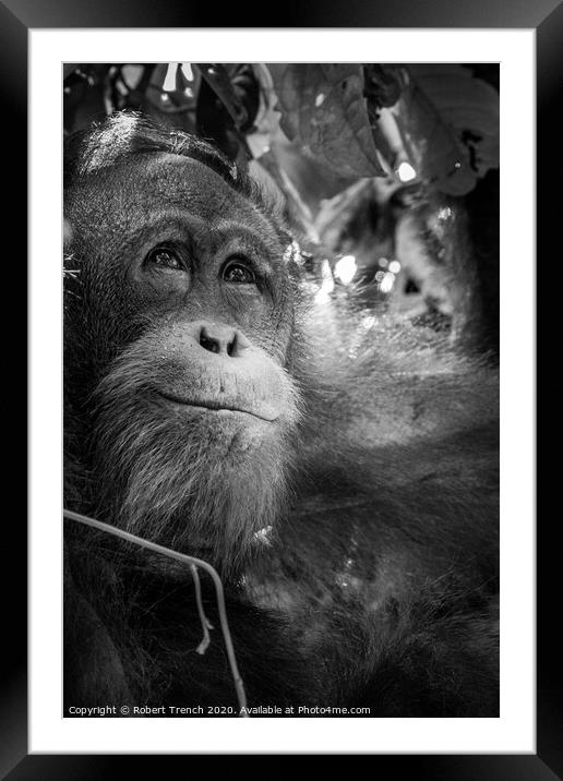 Happy Orangutang Framed Mounted Print by Robert Trench
