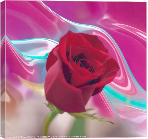 Red Rose Canvas Print by Tony Williams. Photography email tony-williams53@sky.com