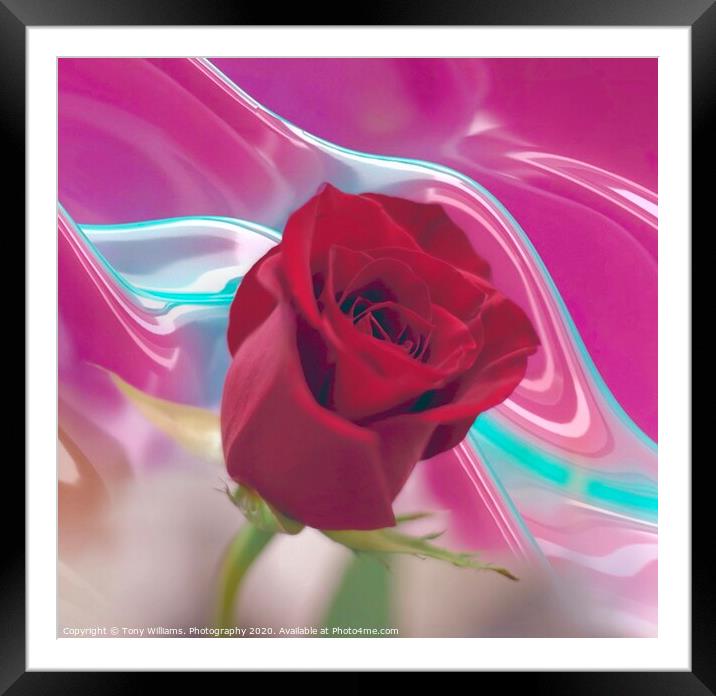 Red Rose Framed Mounted Print by Tony Williams. Photography email tony-williams53@sky.com