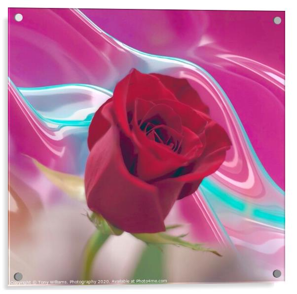 Red Rose Acrylic by Tony Williams. Photography email tony-williams53@sky.com