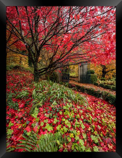 Autumn Garden Framed Print by Simon West
