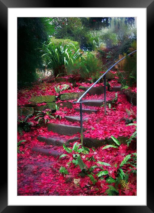 Autumn's Red Carpet Framed Mounted Print by Alison Chambers
