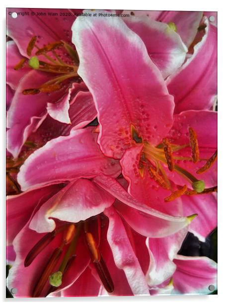 Stargazer Lilies (Digital Art)  Acrylic by John Wain