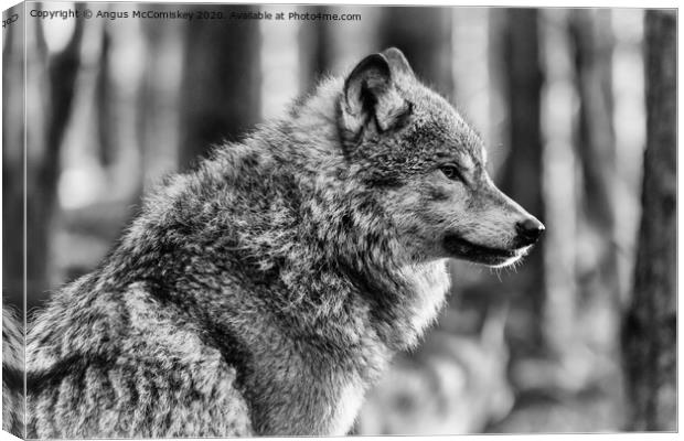 European grey wolf mono Canvas Print by Angus McComiskey