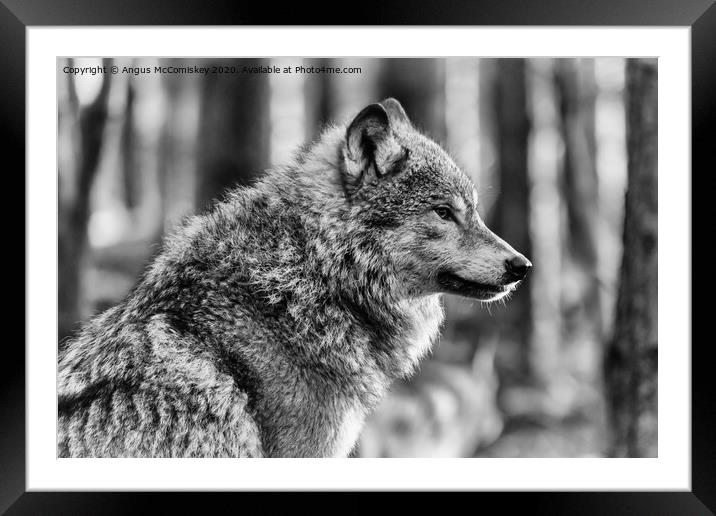European grey wolf mono Framed Mounted Print by Angus McComiskey