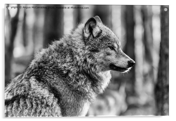 European grey wolf mono Acrylic by Angus McComiskey