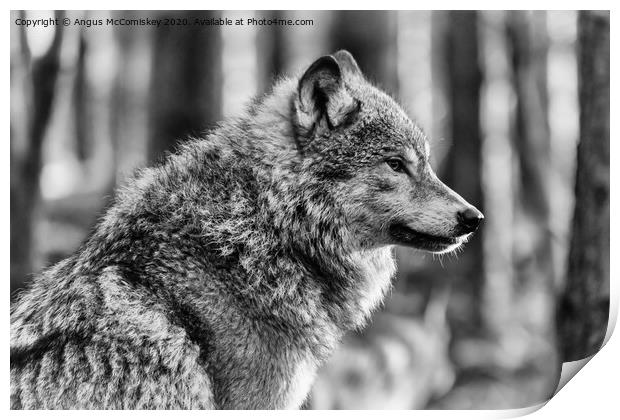 European grey wolf mono Print by Angus McComiskey