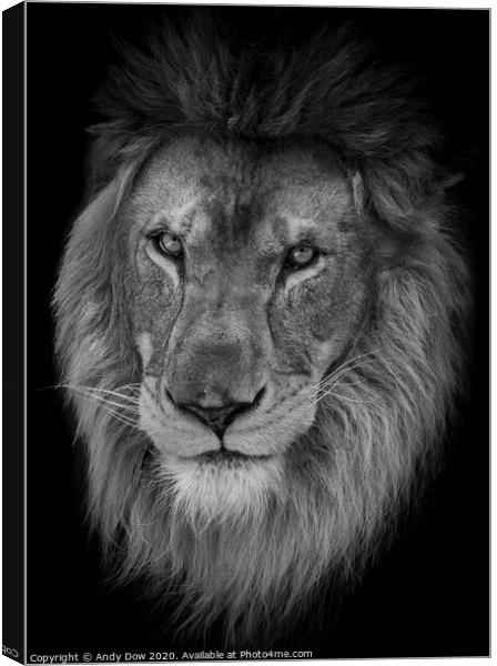 Portrait of an African Lion Canvas Print by Andy Dow