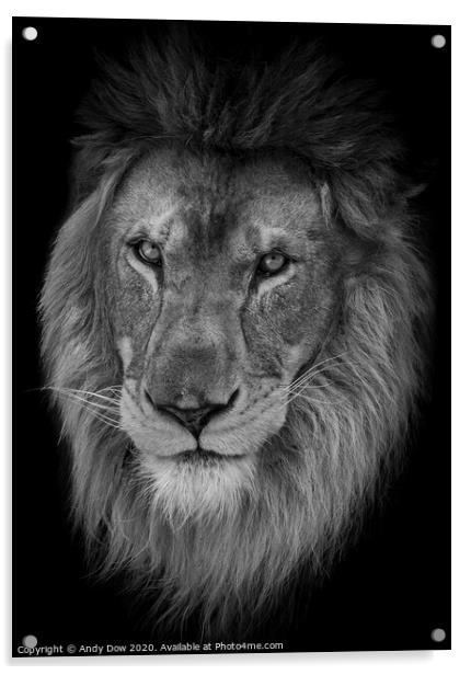 Portrait of an African Lion Acrylic by Andy Dow