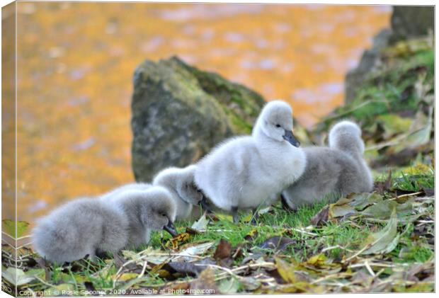 Black Swan cygnets at Dawlish Brook Canvas Print by Rosie Spooner