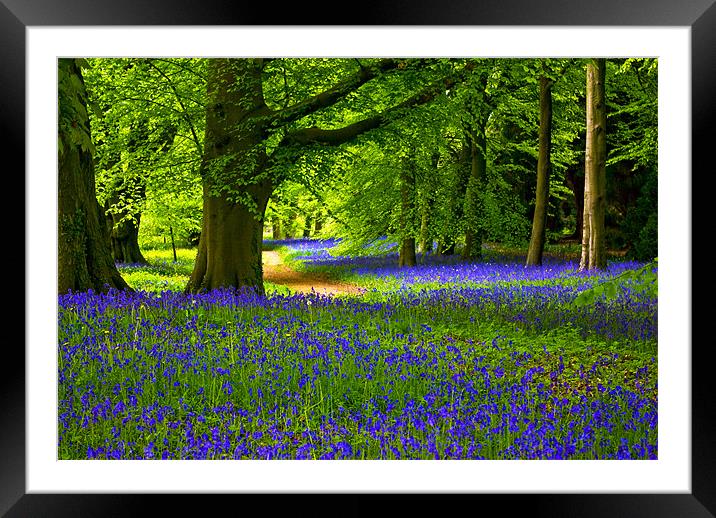 Bluebell Wood - Thorpe Perrow Framed Mounted Print by Trevor Kersley RIP