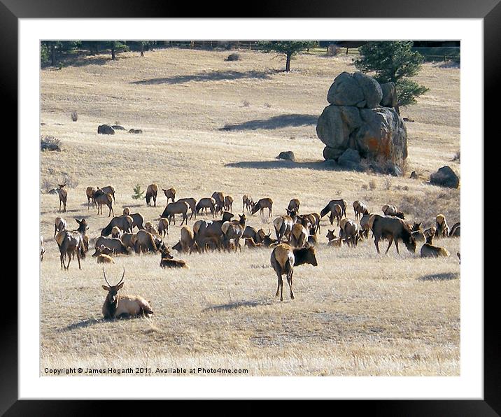 Elk in Estes Park, Colorado Framed Mounted Print by James Hogarth