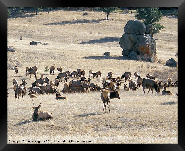 Elk in Estes Park, Colorado Framed Print by James Hogarth