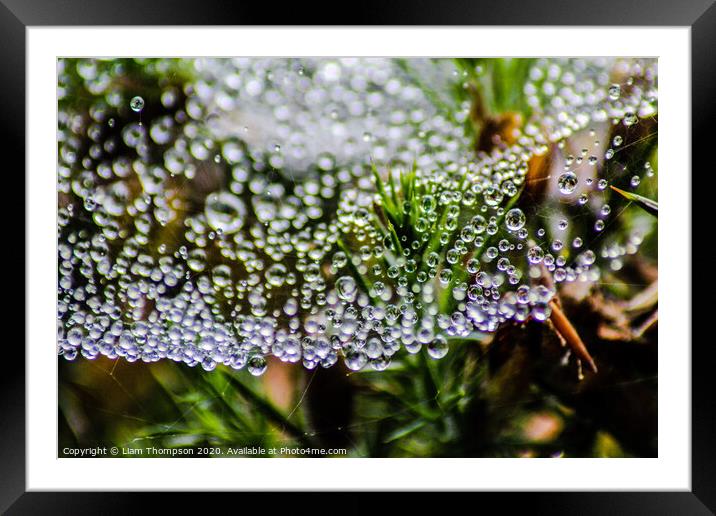Web water droplets Framed Mounted Print by Liam Thompson