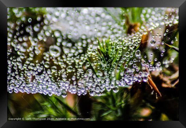 Web water droplets Framed Print by Liam Thompson