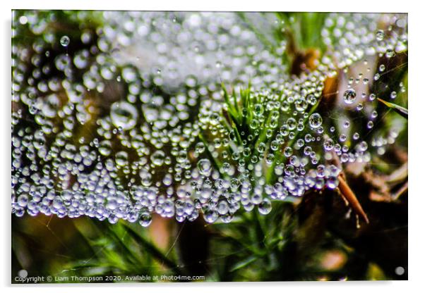 Web water droplets Acrylic by Liam Thompson