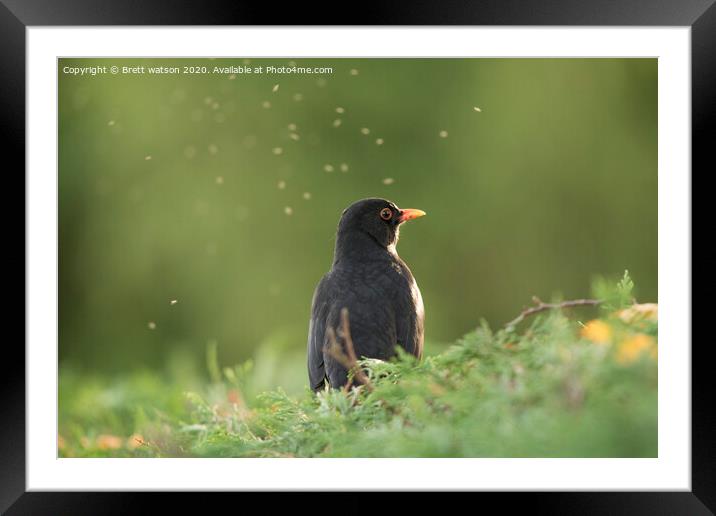 A bird that is standing in the grass Framed Mounted Print by Brett watson