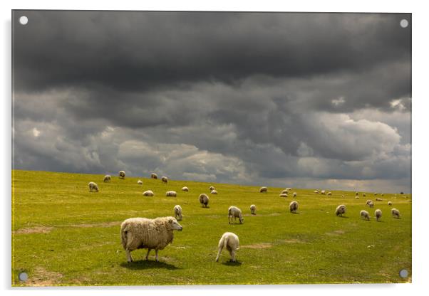 sheep deik Acrylic by Thomas Schaeffer