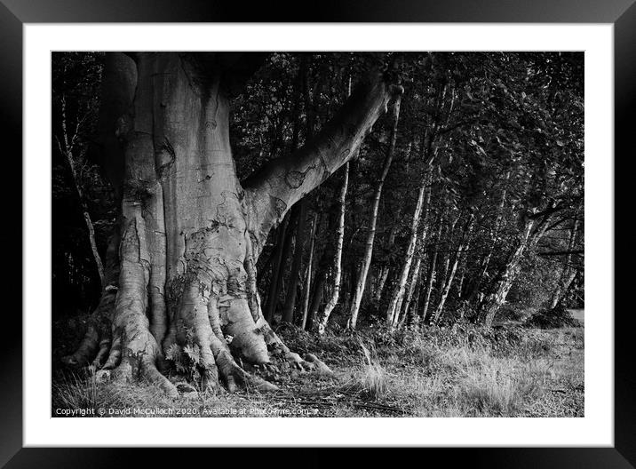 Leaning trees Framed Mounted Print by David McCulloch
