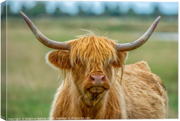 Portrait of a long haired Highland Cow coo Canvas Print by Stephen Rennie