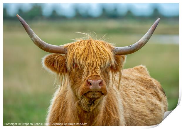 Portrait of a long haired Highland Cow coo Print by Stephen Rennie