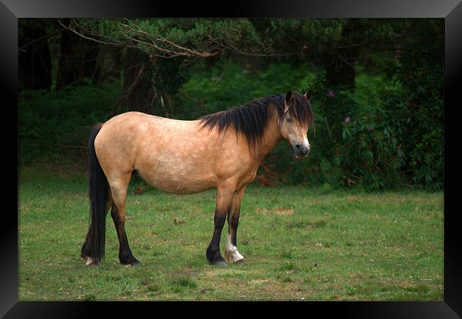 New Forest Pony Framed Print by Chris Day