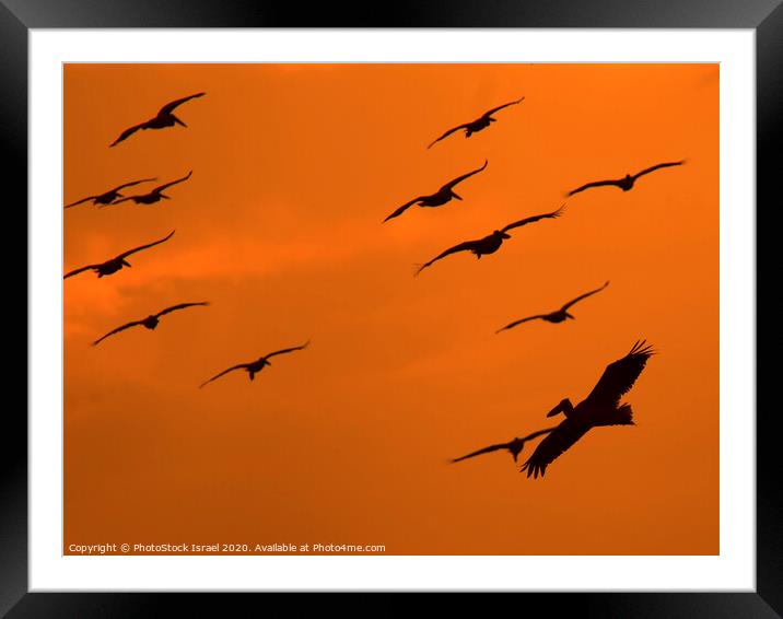 Pelicans in flight Framed Mounted Print by PhotoStock Israel