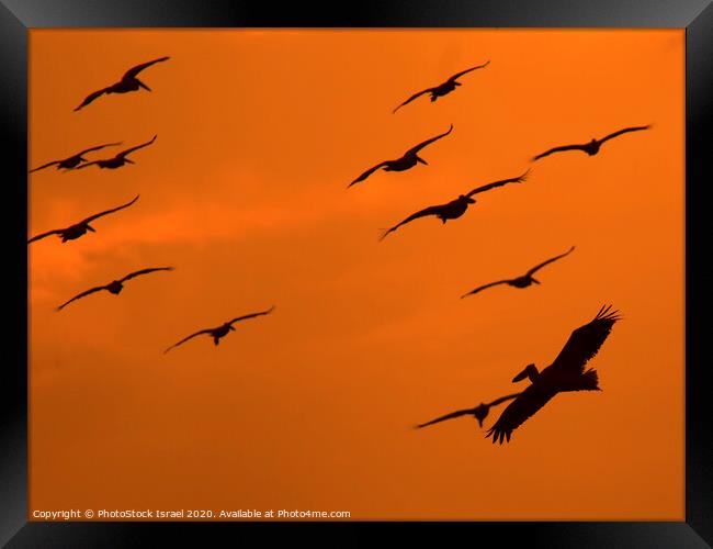 Pelicans in flight Framed Print by PhotoStock Israel