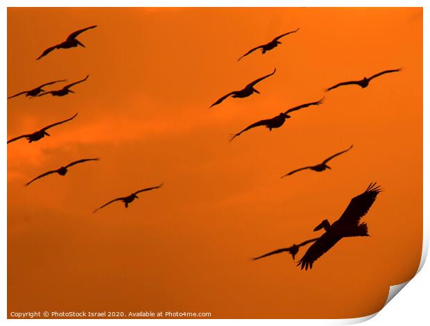 Pelicans in flight Print by PhotoStock Israel