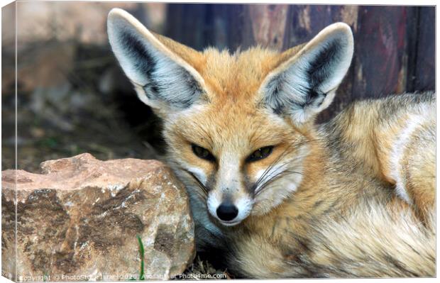 Red fox Canvas Print by PhotoStock Israel