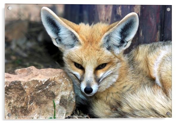 Red fox Acrylic by PhotoStock Israel