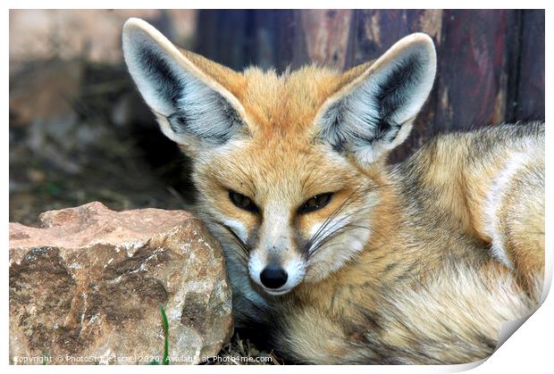 Red fox Print by PhotoStock Israel