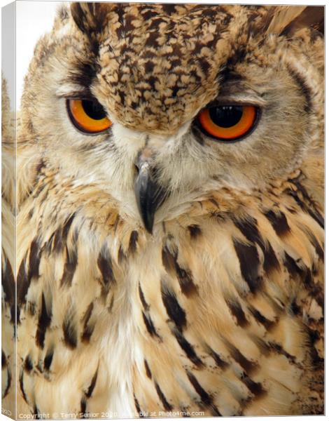Egyptian Eagle Owl (Bubo ascalaphus) Canvas Print by Terry Senior