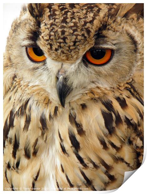 Egyptian Eagle Owl (Bubo ascalaphus) Print by Terry Senior