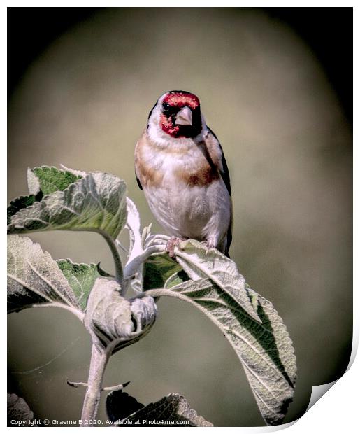 Goldfinch on Apple Tree Print by Graeme B