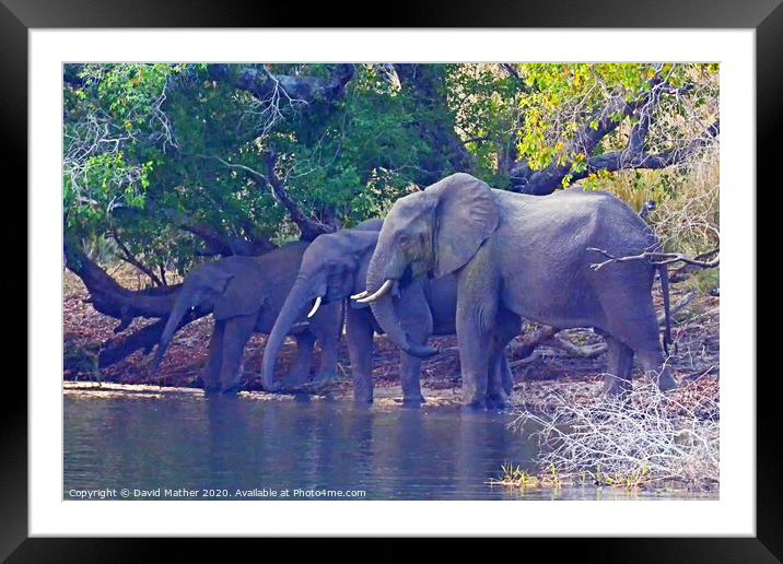 Elephants beside the Mighty Zambesi Framed Mounted Print by David Mather
