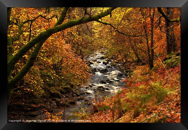 Enchanting Autumn Woodland Oasis Framed Print by Stephen Hamer