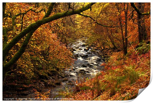 Enchanting Autumn Woodland Oasis Print by Stephen Hamer
