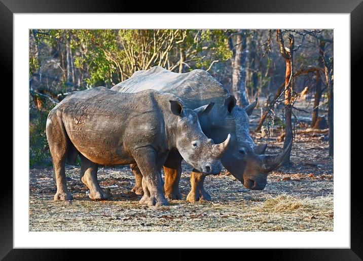 White Rhinos in the Kruger National Park Framed Mounted Print by David Mather
