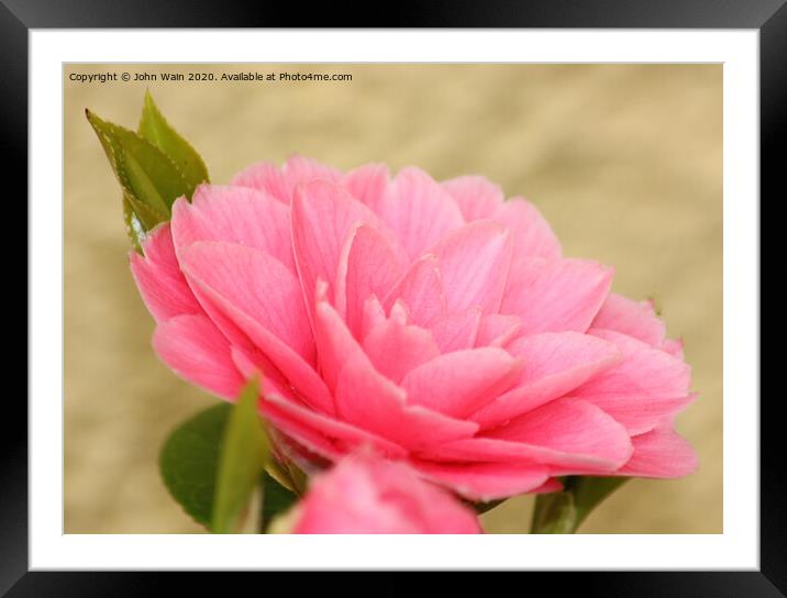 Pink Camellia Framed Mounted Print by John Wain