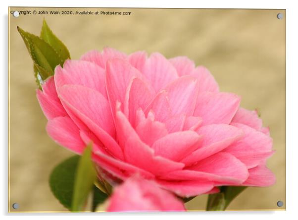 Pink Camellia Acrylic by John Wain
