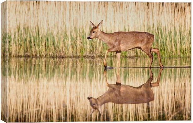 Roe Deer Reflection Canvas Print by Mick Vogel