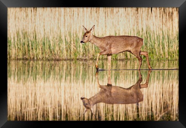 Roe Deer Reflection Framed Print by Mick Vogel